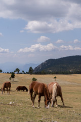 Caballos salvajes en la naturaleza. Familia de hermosos caballos comiendo en libertad.