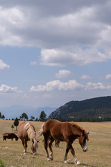 Caballos libres en la naturaleza. Familia de hermosos caballos comiendo en libertad.