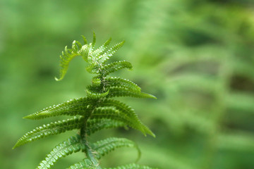 Wild young shoots of Pteridium aquilinum fern