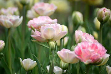 Beautiful flowers of pink tulips with a blurred background.