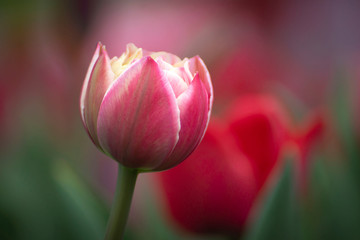 Beautiful flowers of pink tulips with a blurred background.