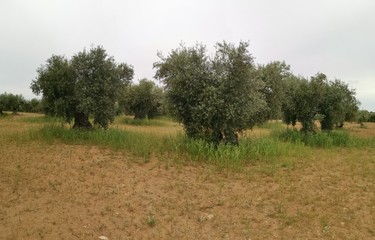 campo de olivos