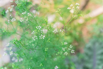 Cilantro herbal plant cultivated in garden bed with white flowers turn coriander seeds in Texas, USA