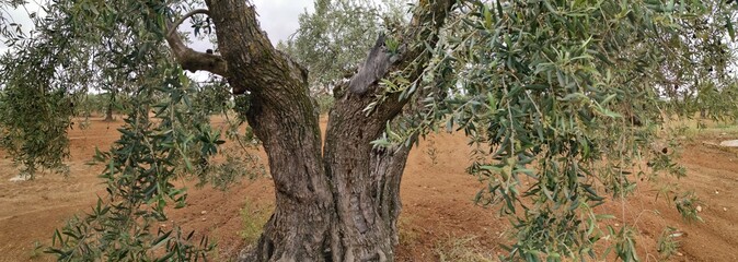 Fototapeta na wymiar campo de olivos