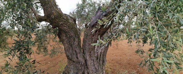 campo de olivos