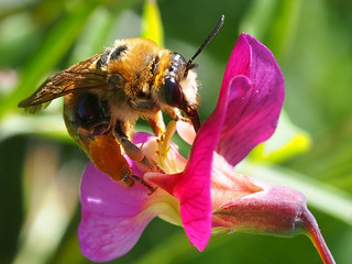 Long-horned Bee (Eucera sp.)