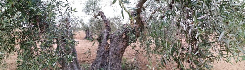 campo de olivos