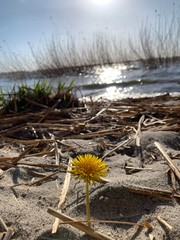 cactus on the beach