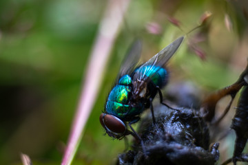 Blow fly eating animal feces in the grass