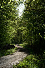 Light flooded Forest path