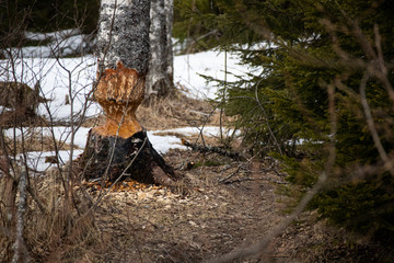 Birch tree bitten by beaver