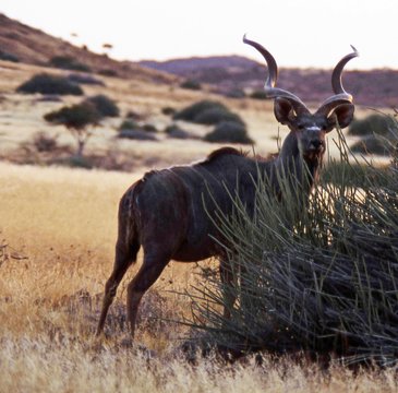 Greater Kudu On Field