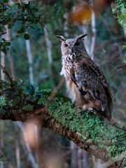 An royal owl in the forest