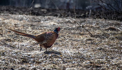 Pheasant walking on yard 