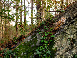 Naklejka na ściany i meble An owl in the forest