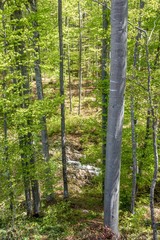 Fototapeta na wymiar spring forest trees landscape