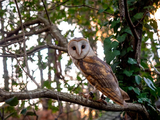 An owl in the forest