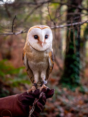 An owl in the forest