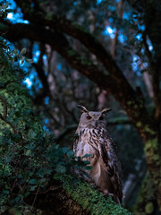 An royal owl in the forest