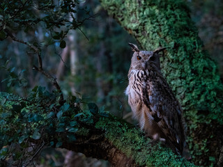 An royal owl in the forest