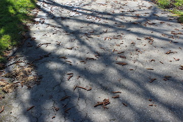 Tree branch shadows on the pavement with scattered seeds