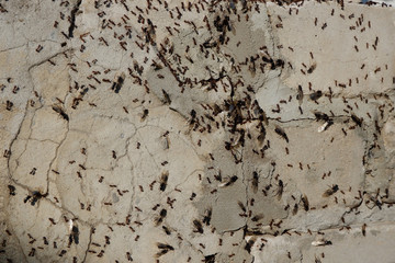 Ant family on concrete wall