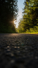 zachód słońca na leśnej drodze