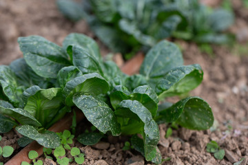 spinach in the garden