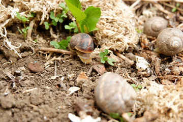 Snail in the garden, wildlife