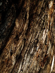 Tree bark texture