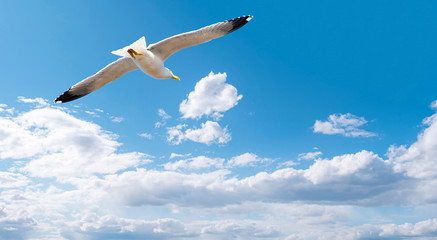 Gull flying in the blue sky with white clouds, close-up seagull above sea