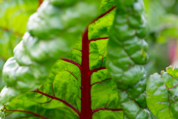 detail of fresh red chard leaf