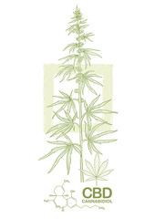 Hemp, Cannabis plant. Template, poster, card, good for product label. Vector illustration in light green colors.