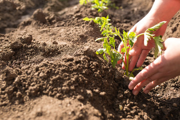 Care for plants with copy space. Planting tomatoes to the ground.