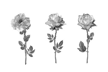 Monochrome gray rose. Black and white floral set of three flowers on stem, leaves. Isolated on white. Hand drawn. For the design wedding invitation, valentines day. Vintage. Vector stock illustration.
