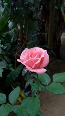 pink roses in a garden