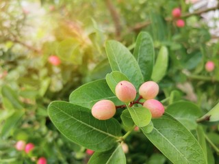 Close-up of Carissa carandas on a tree with​ sunlight​. Carissa carandas are the fruit that has a sweet and sour taste and fruit all year round. It also has many benefits and medicinal properties.