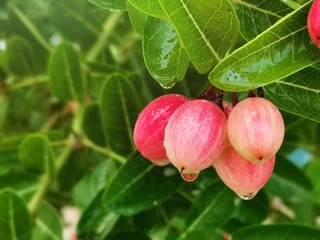 Close-up of Carissa carandas on a tree with​ sunlight​. Carissa carandas are the fruit that has a sweet and sour taste and fruit all year round. It also has many benefits and medicinal properties.