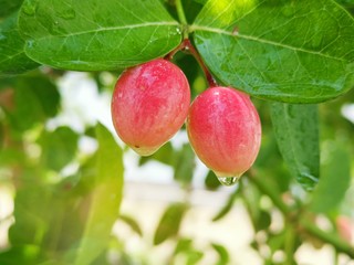 Close-up of Carissa carandas on a tree with​ sunlight​. Carissa carandas are the fruit that has a sweet and sour taste and fruit all year round. It also has many benefits and medicinal properties.