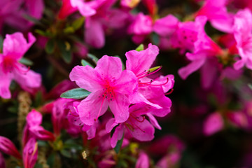 Fototapeta na wymiar Petal of blooming plant in spring