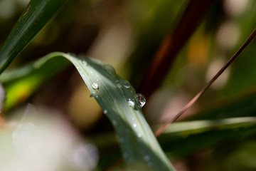water drops on leaf in springtime
