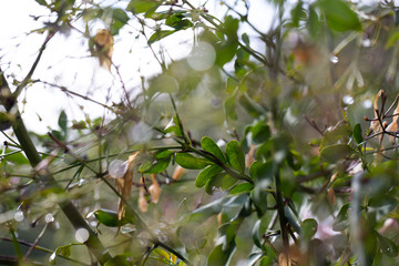 blossom flower nature plants and flowers