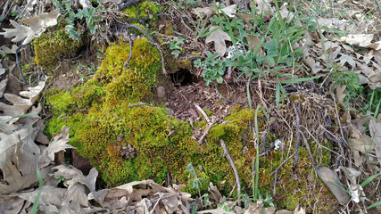 The bonfire moss or common cord-moss (Funaria hygrometrica), is a type of water moss which grows on moist, shady, and damp soil. It can also be found on moist walls and the crevices of rocks.