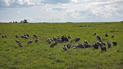 Vulture feast. Unusual sight: many vultures eat the dead zebra. A lone marabu is watching. The dense green grass of the savannah, clouds on the sky. Kenya.