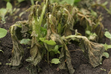 young shoots of potatoes after frost on the field