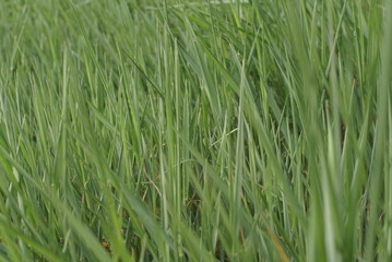 thick young grass in spring