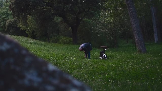 Boy playing with his cute border collie dog in a beautiful green field full of trees, grass and nature