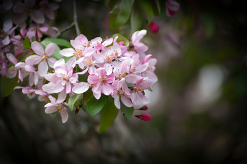 A sprig of beautifully blooming fruit tree in early spring.