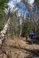 A man walking past fallen trees in a forest in Muskoka  Ontario spring with his dog