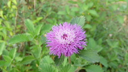 purple thistle flower